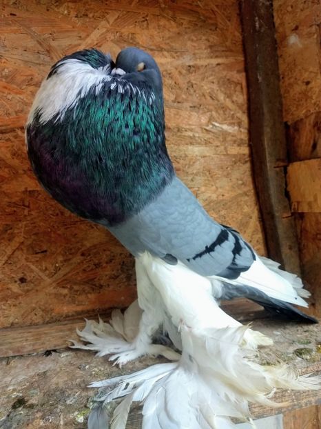  - De vânzare Gusati de Pomerania