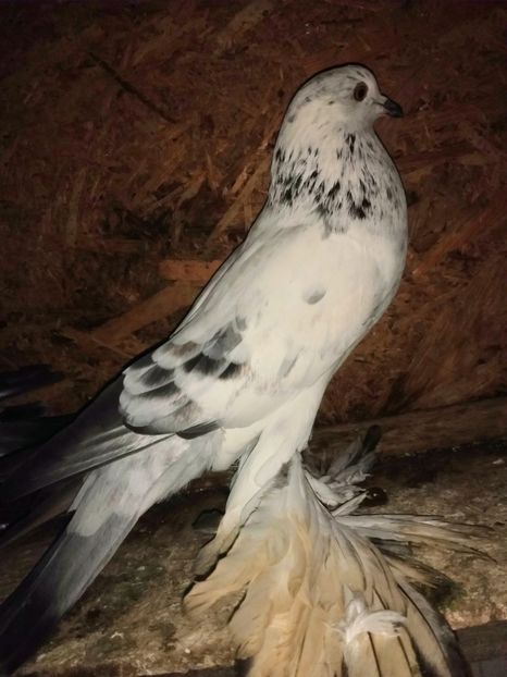  - De vânzare Gusati de Pomerania