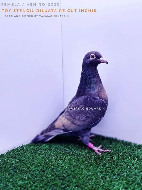  - NU AMI APARTIN 2020