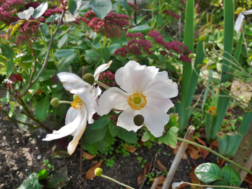  - 2020 - 03 - Toamna