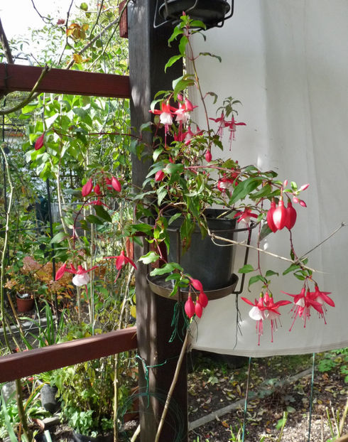  - 2020 - 03 - Toamna