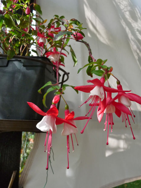 Se simt bine si la racoare. - 2020 - 03 - Toamna