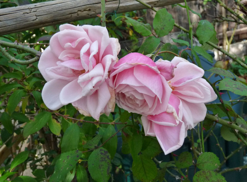 ultimele - 2020 - 03 - Toamna