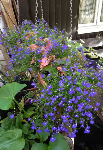 Mai rezista. - 2020 - 03 - Toamna