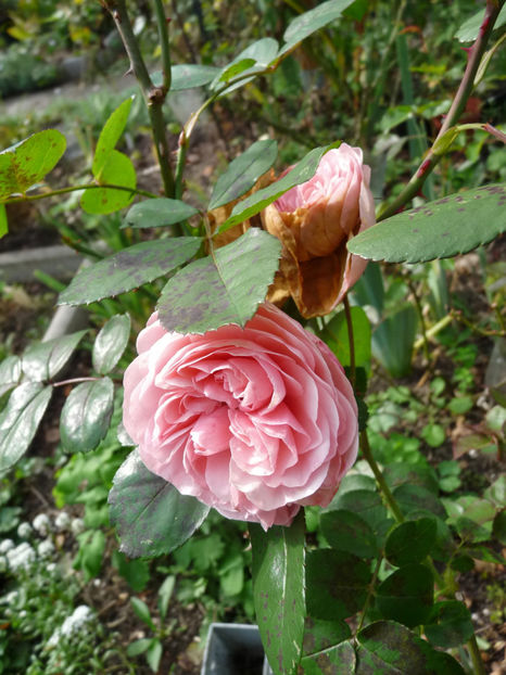  - 2020 - 03 - Toamna