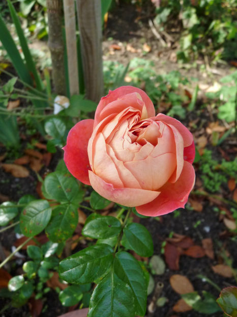  - 2020 - 03 - Toamna