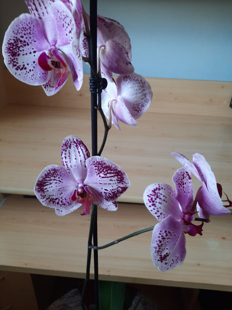  - orhidee 30 Kaufland Dej oct 2020