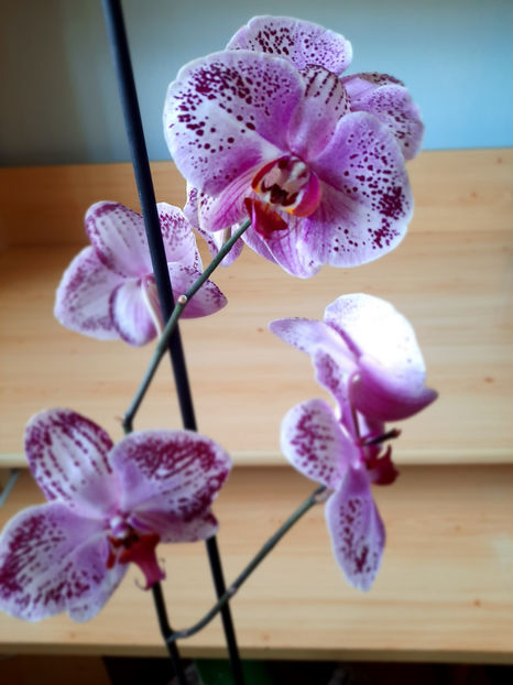  - orhidee 30 Kaufland Dej oct 2020
