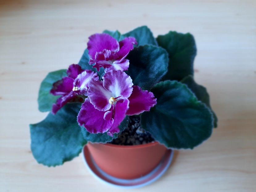  - violete comune