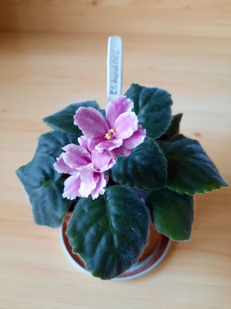RS Annabel - 06___FLORI 2020