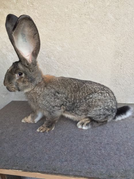 6E93C44A-A535-42E0-A21F-C983C87B79EA - RO 8-3049