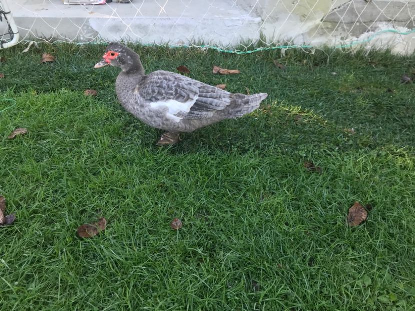  - b - Rate lesesti 2021