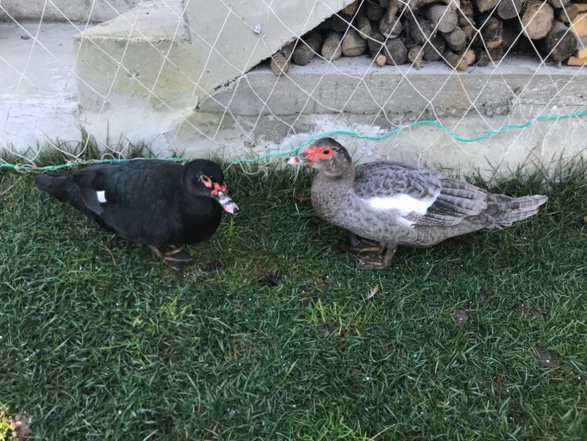  - b - Rate lesesti 2021