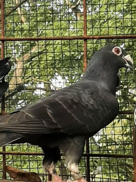 F 202Q - PT UN PRIETEN