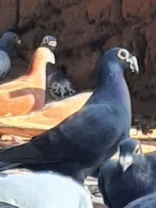 M2019 - PT UN PRIETEN