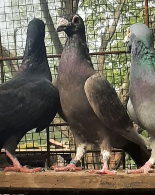 F2018 - PT UN PRIETEN