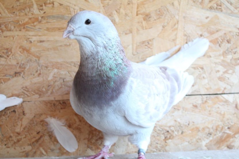  - Pasarile mele 2020