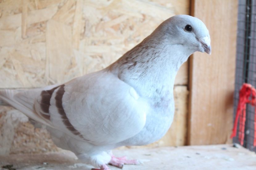  - Pasarile mele 2020