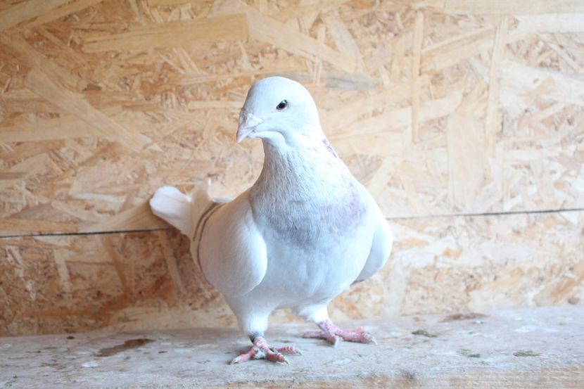  - Pasarile mele 2020