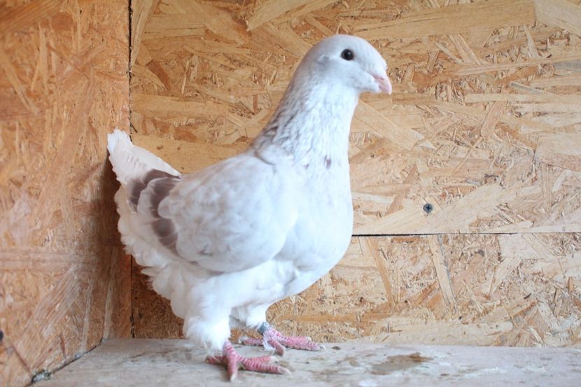  - Pasarile mele 2020