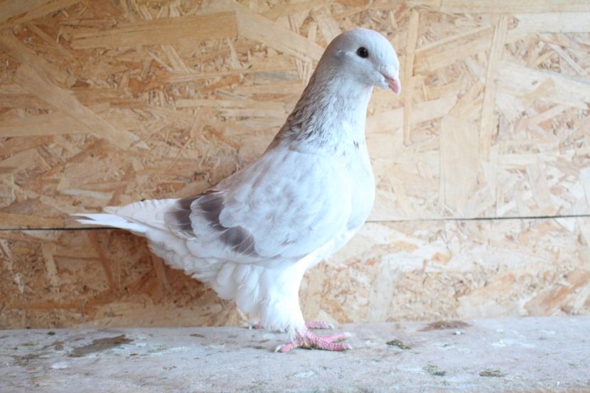  - Pasarile mele 2020