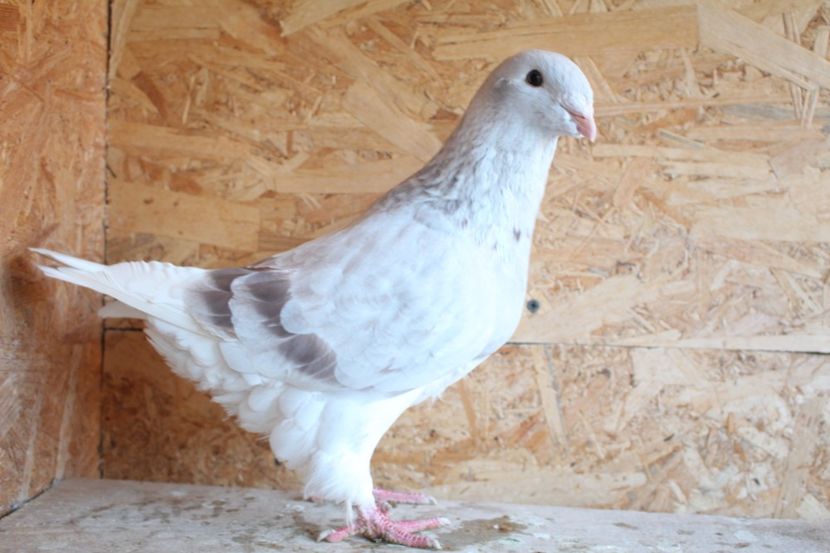  - Pasarile mele 2020