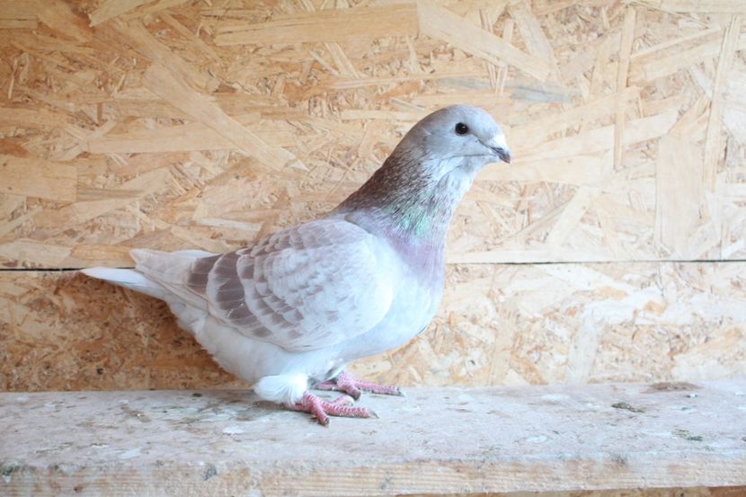  - Pasarile mele 2020