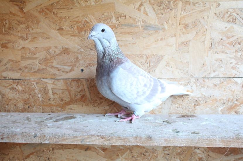  - Pasarile mele 2020