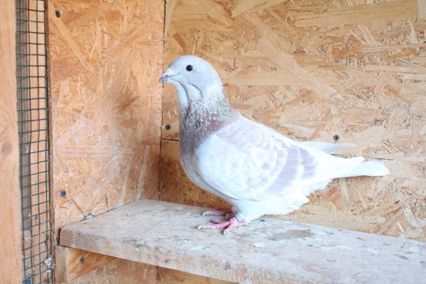  - Pasarile mele 2020