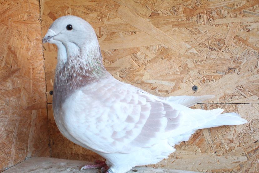  - Pasarile mele 2020