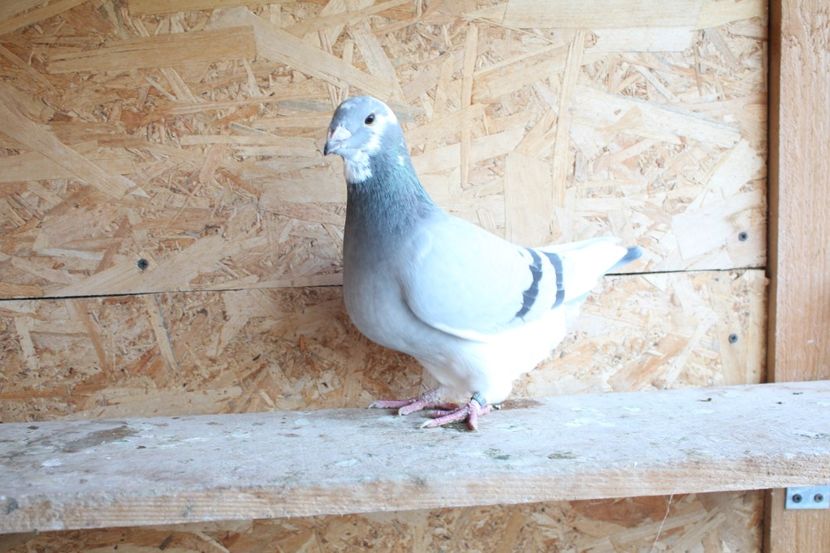  - Pasarile mele 2020