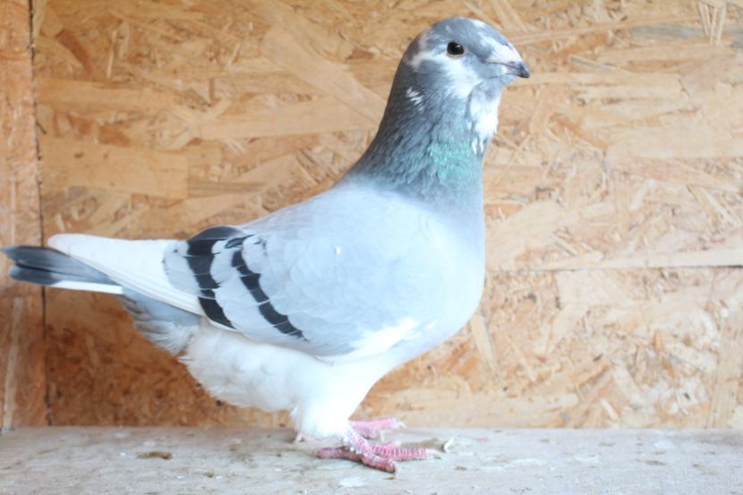  - Pasarile mele 2020