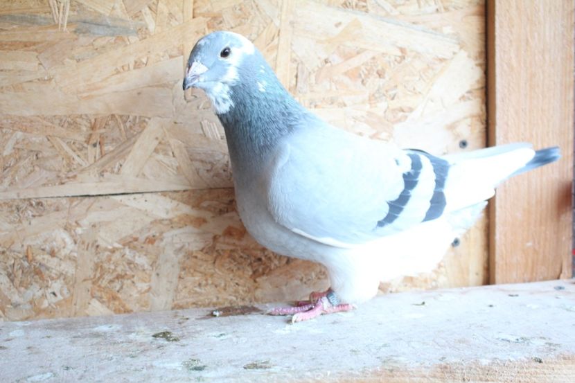  - Pasarile mele 2020