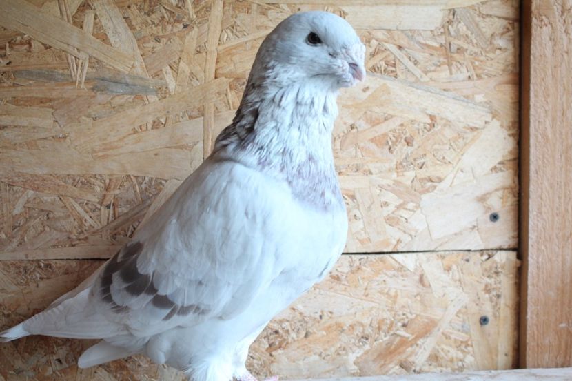  - Pasarile mele 2020