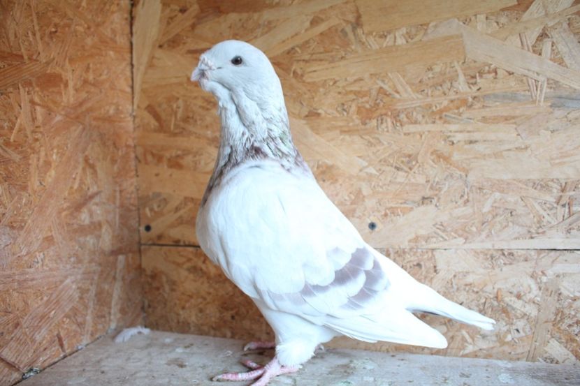  - Pasarile mele 2020