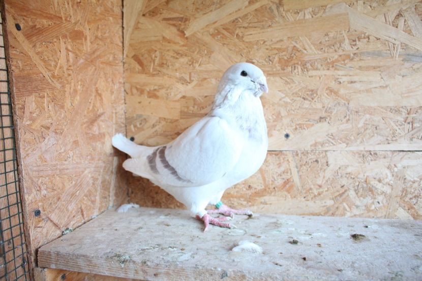  - Pasarile mele 2020