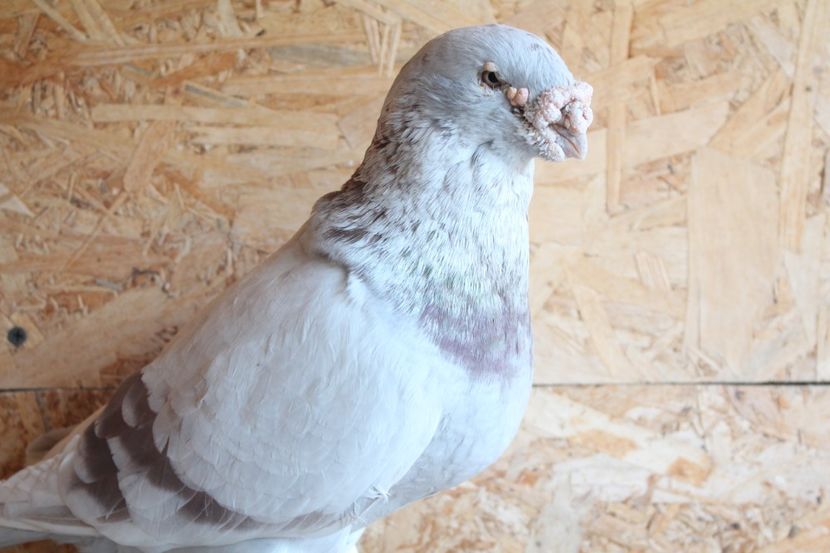  - Pasarile mele 2020