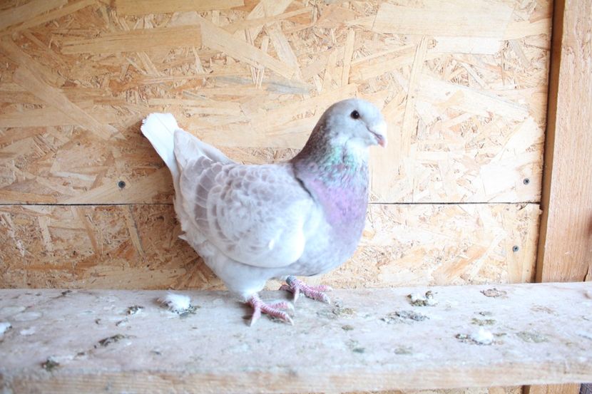  - Pasarile mele 2020