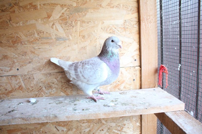  - Pasarile mele 2020