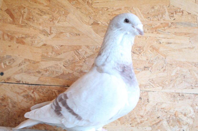  - Pasarile mele 2020