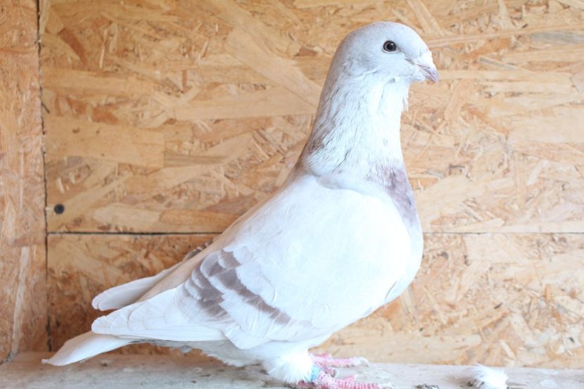  - Pasarile mele 2020