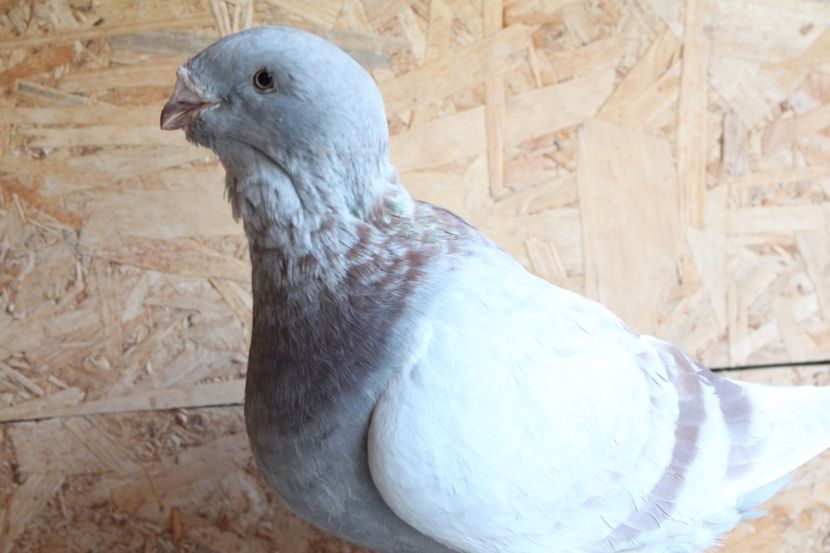  - Pasarile mele 2020