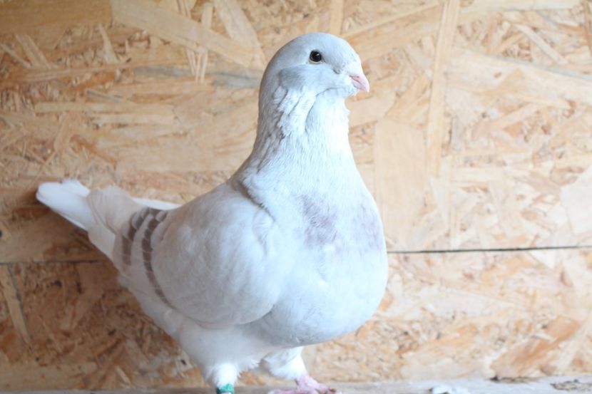  - Pasarile mele 2020