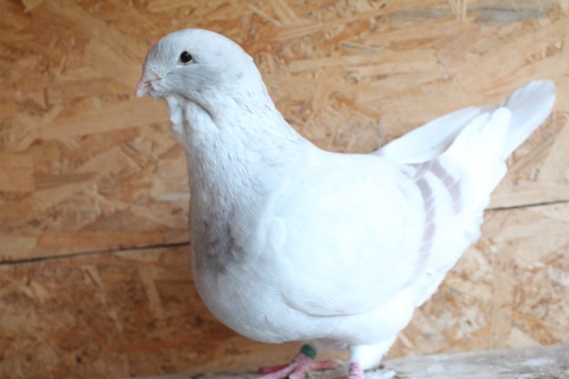  - Pasarile mele 2020