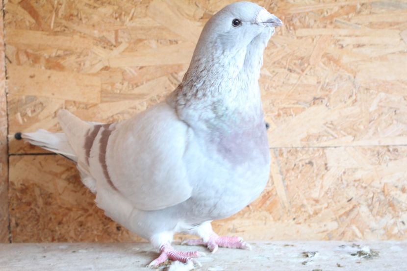  - Pasarile mele 2020