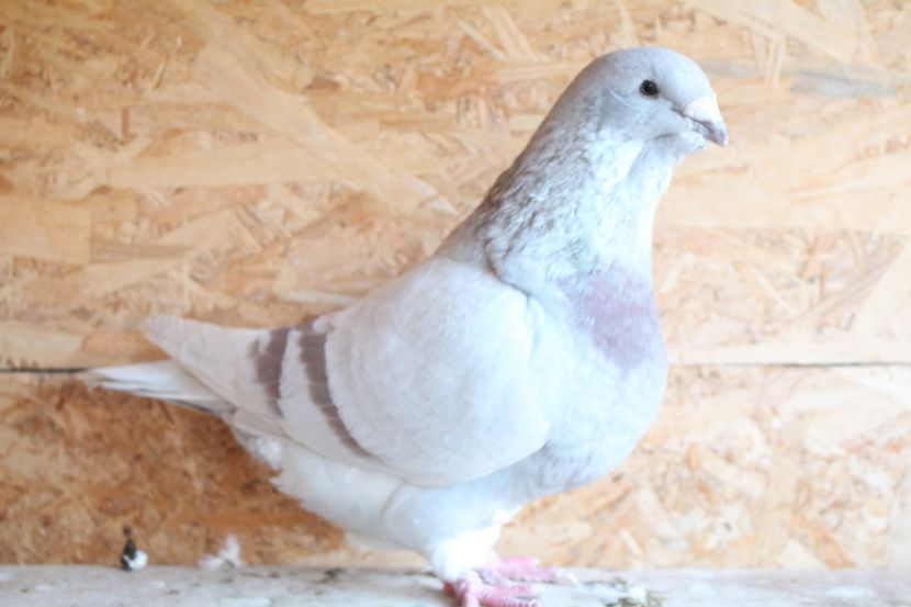  - Pasarile mele 2020