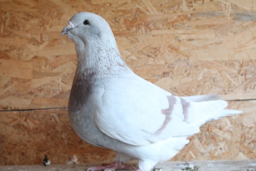  - Pasarile mele 2020