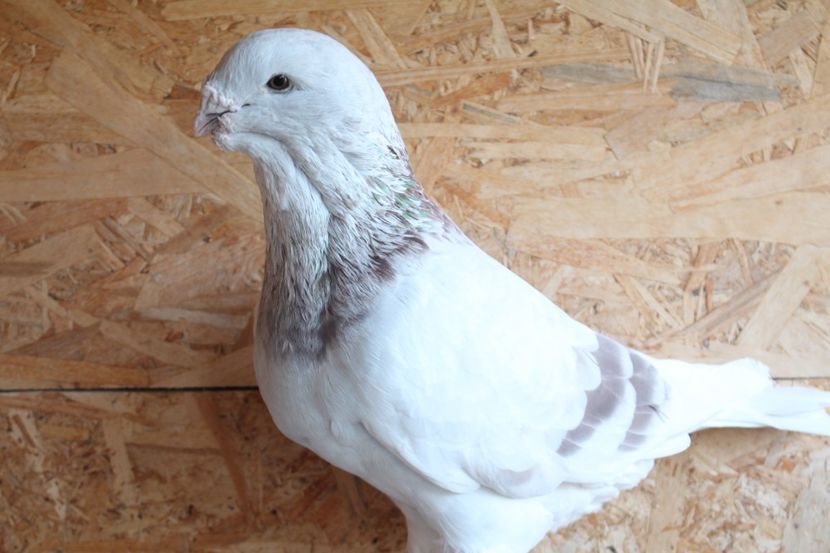  - Pasarile mele 2020