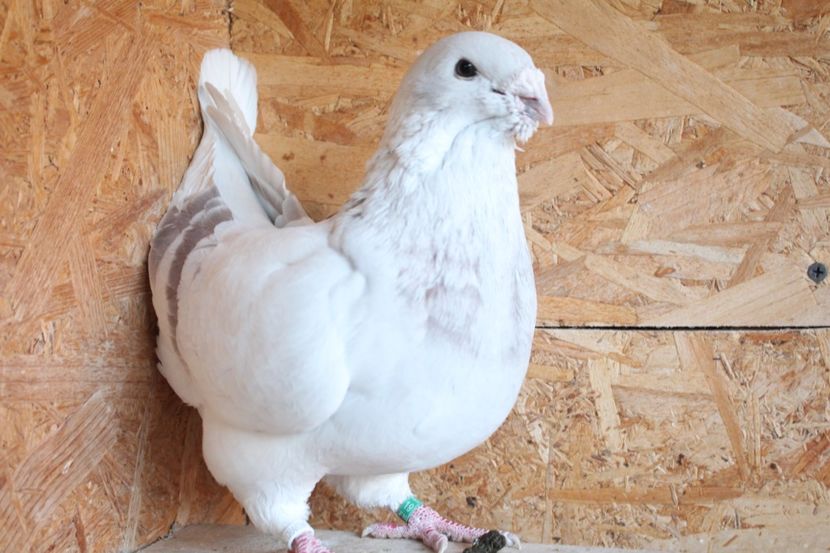  - Pasarile mele 2020