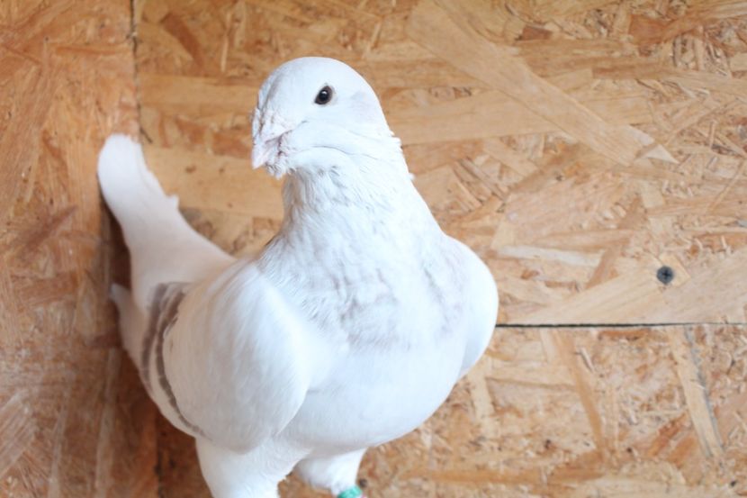  - Pasarile mele 2020